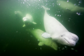 Beluga whales swimming