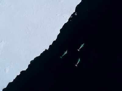 Belug whales seen from above using aerial footage