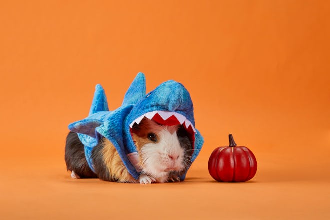 Shark costume for a guinea pig