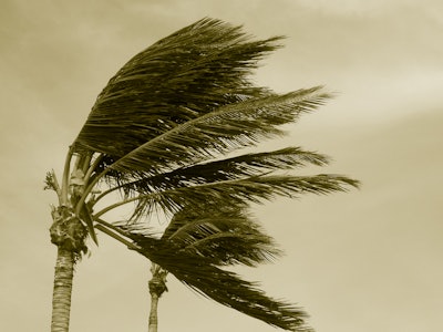 Palm trees blowing in hurricane wind