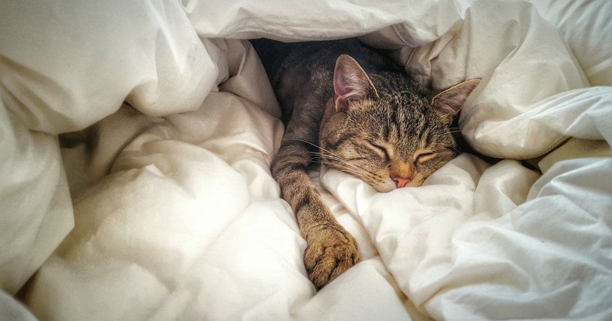Is it OK to let your cat sleep in your bed? Why the science is complicated
