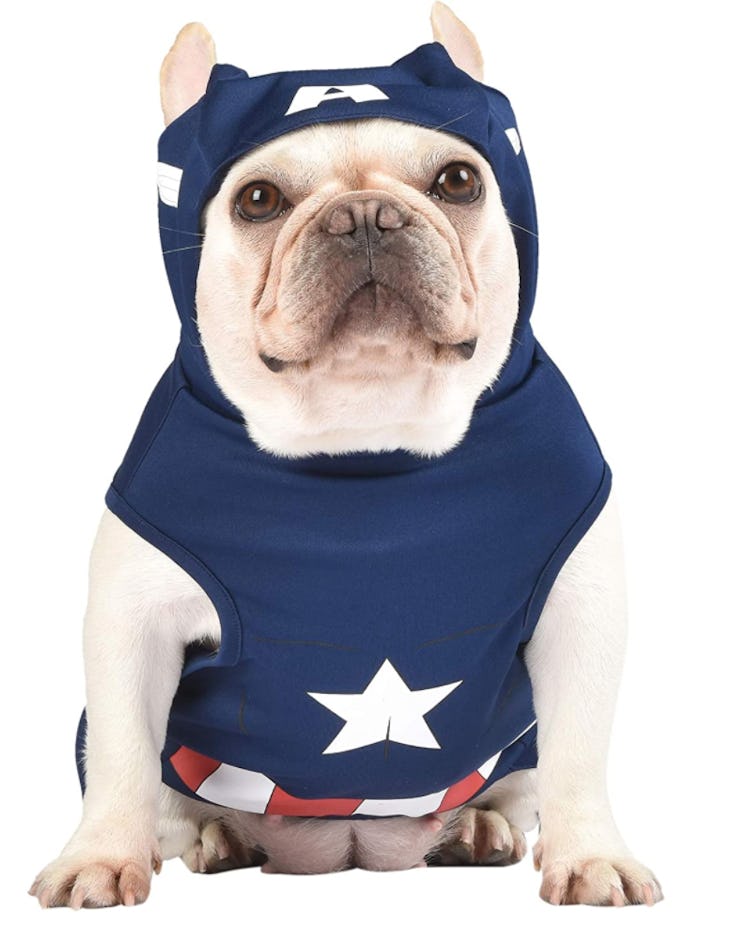 This dog Halloween costume will adorably transform your pup.