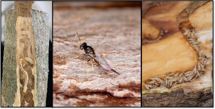 An emerald ash borer larva in wood (left); Tetrastichus planipennisi, a parasitic wasp that preys on...