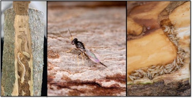 An emerald ash borer larva in wood (left); Tetrastichus planipennisi, a parasitic wasp that preys on...