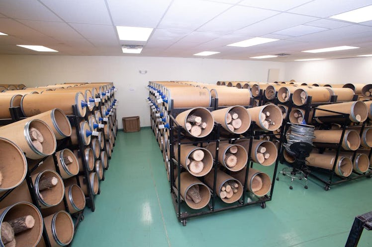 Fresh cut ash logs await processing to collect newly emerging emerald ash borer adults, which will l...