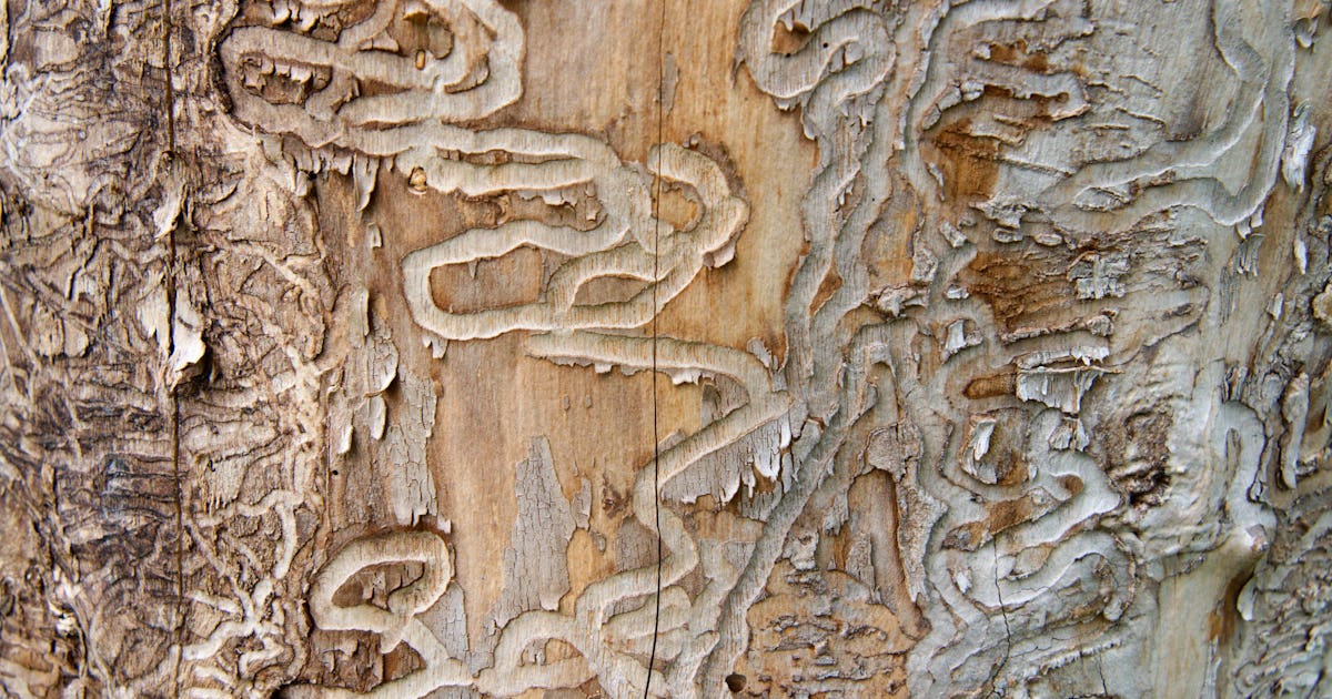 This parasitic insect may save thousands and thousands of bushes