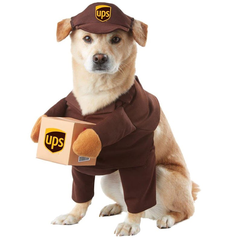 This dog Halloween costume will adorably transform your pup.