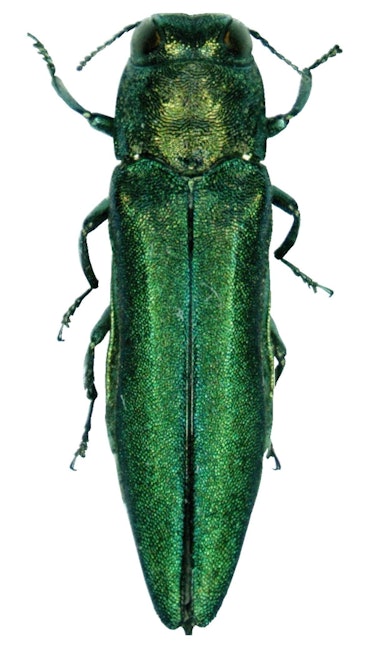 Adult emerald ash borer beetles are about 0.5 inches long (photo not to scale).