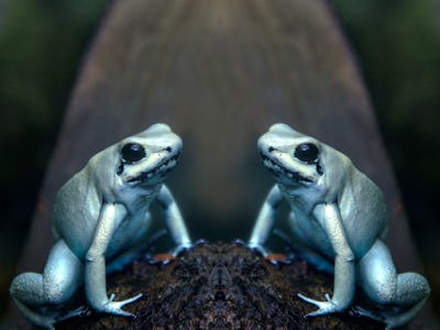 Golden poison dart frogs