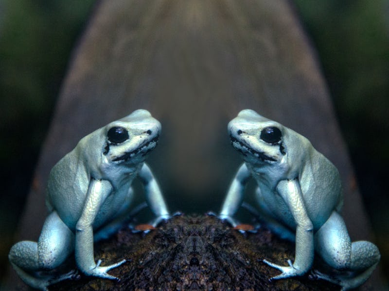 Golden poison dart frogs