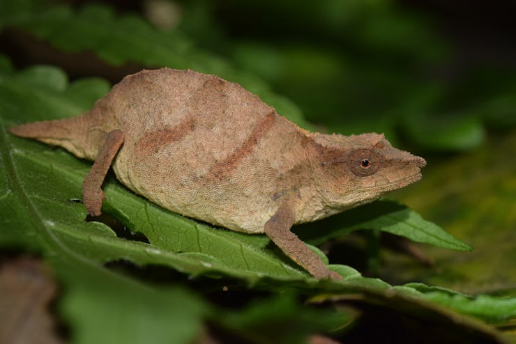 Chapman’s pygmy chameleon is one of the world’s rarest chameleons, and now clings to survival in sma...