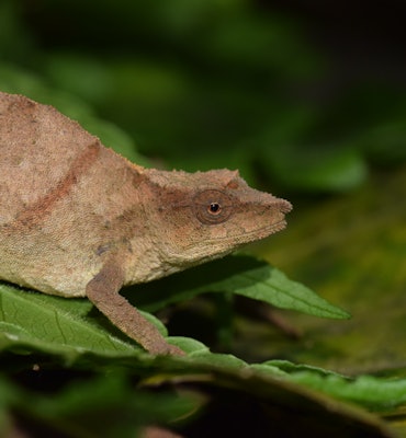 Chapman’s pygmy chameleon is one of the world’s rarest chameleons, and now clings to survival in sma...