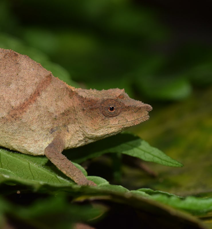 Chapman’s pygmy chameleon is one of the world’s rarest chameleons, and now clings to survival in sma...