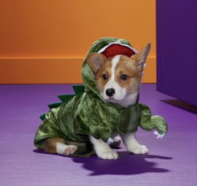 Dog dressed in a dinosaur costume