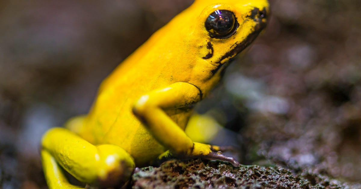 The strange reason why poisonous animals survive their own toxins