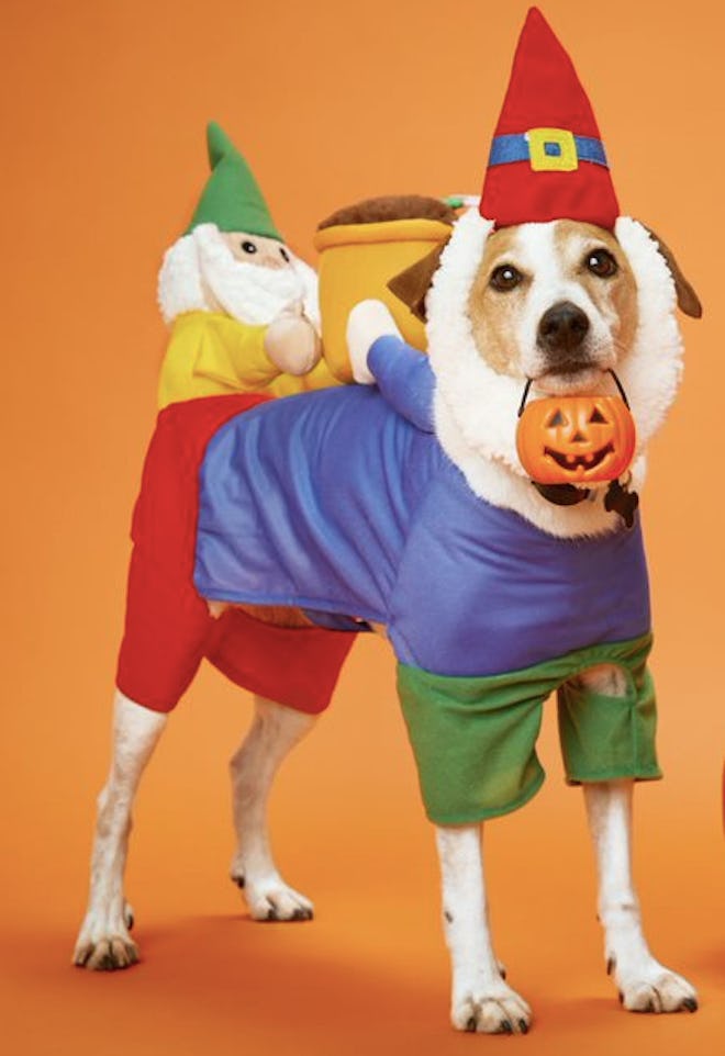 Dog dressed as a gnome