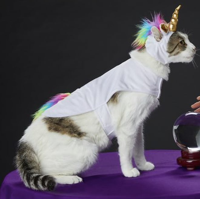 Cat dressed as a unicorn