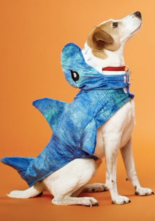 Dog dressed in a shark costume