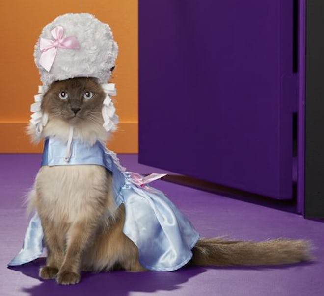 Cat in a Marie Antoinette costume