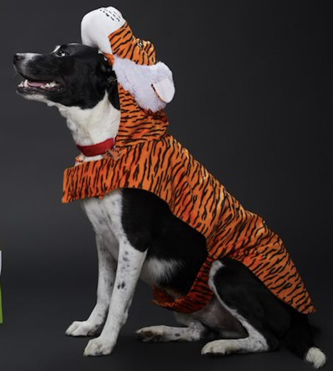 Dog wearing a tiger costume
