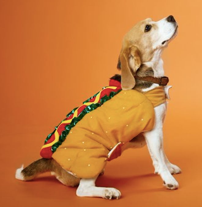 Dog wearing a hot dog costume