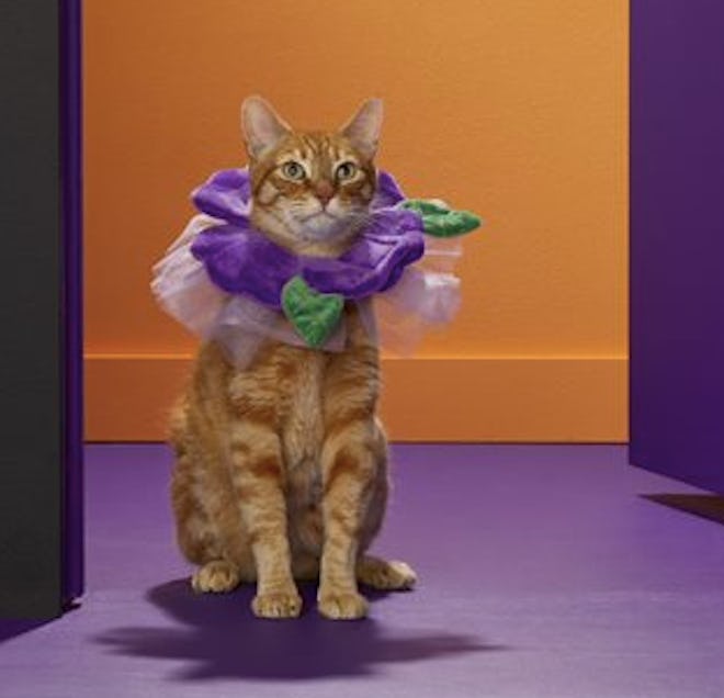 Flower Cat Costume
