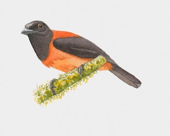 Pitohui bird