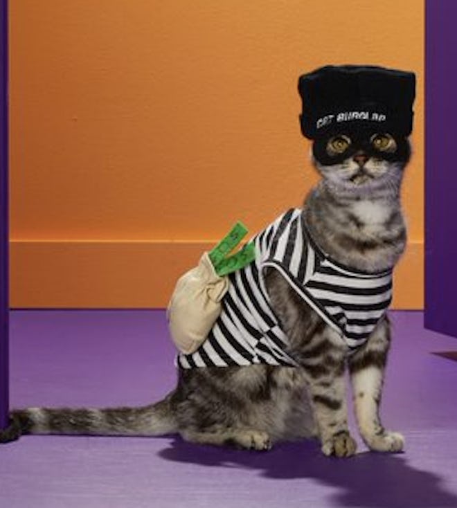 Cat dressed in a prisoner costume