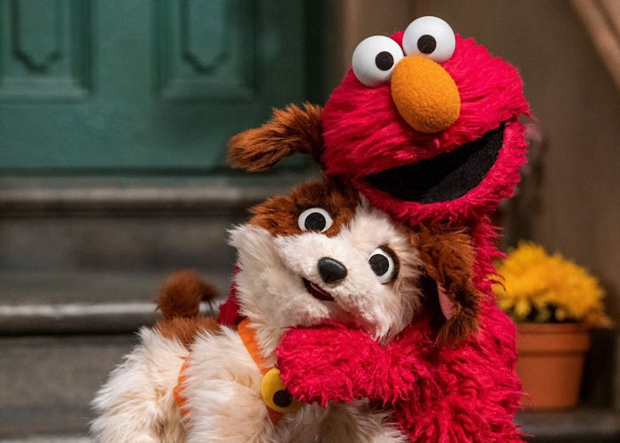 Tango will join the cast of 'Sesame Street' as Elmo's adopted puppy in an upcoming special. 
