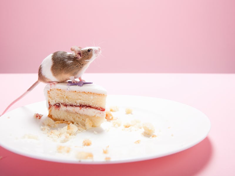 Mice