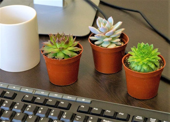 Seville Farms Mini Succulent Trio