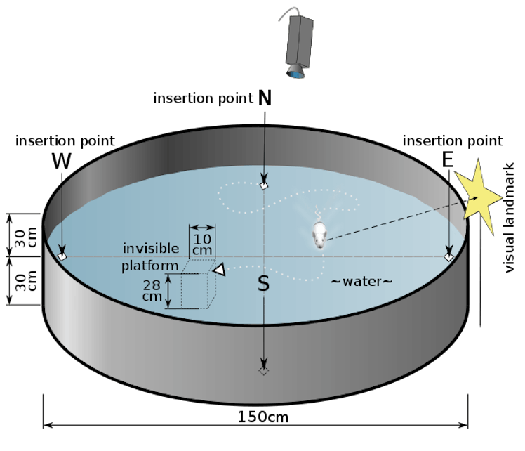 A schematic drawing of a Morris water test