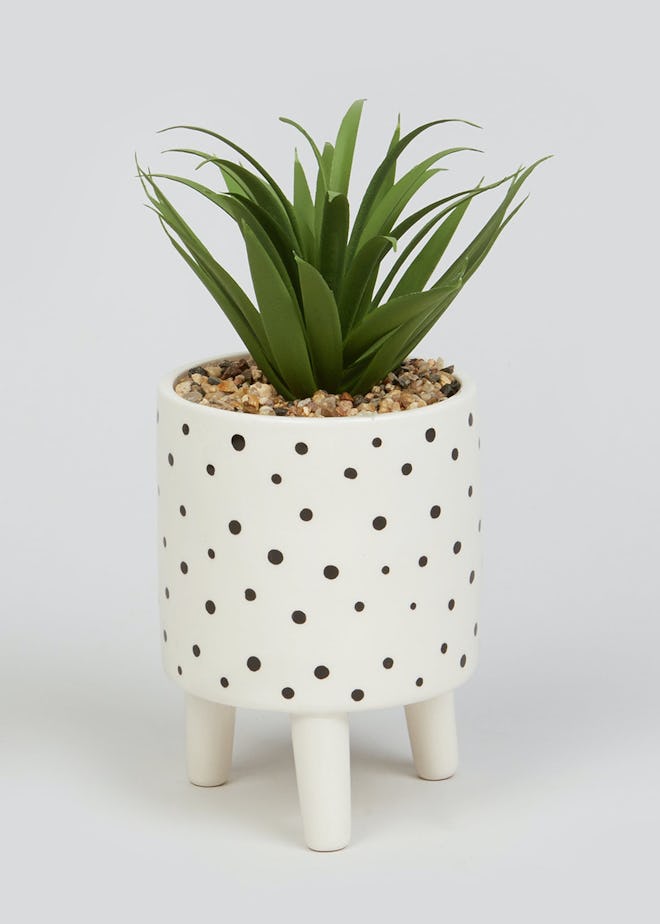 Succulent in Polka Dot Ceramic Planter