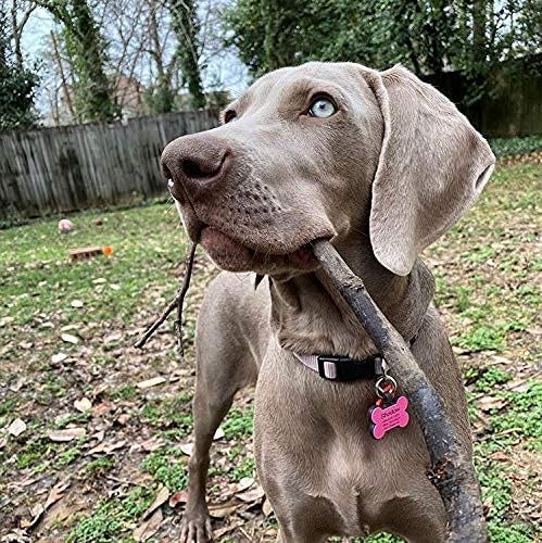 SiliDog Silent Pet Tag