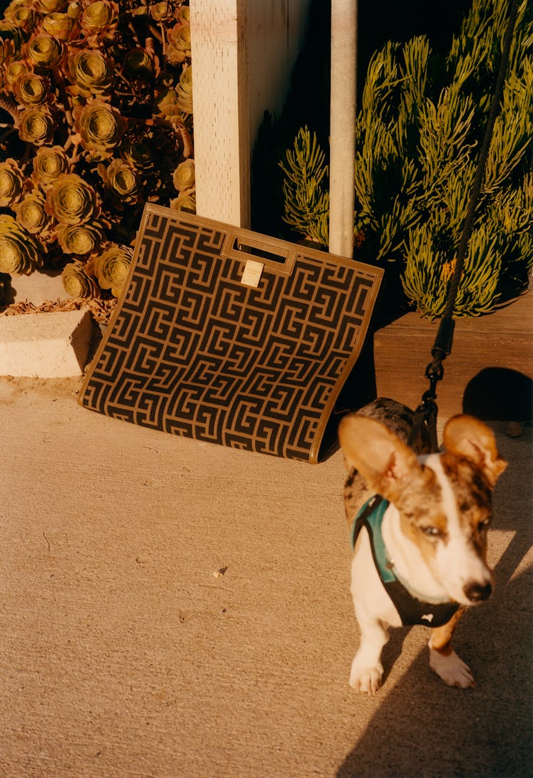 A Balmain bag on a concrete floor and a dog standing next to it