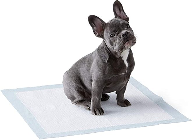 Amazon Basics Dog and Puppy Pads (100 Count)
