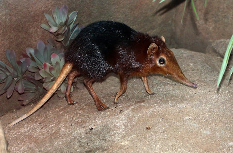 Elephant shrew