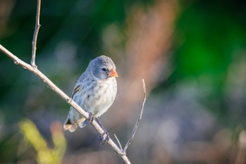 Small ground finch