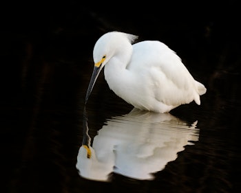 Great white egret looking at reflection