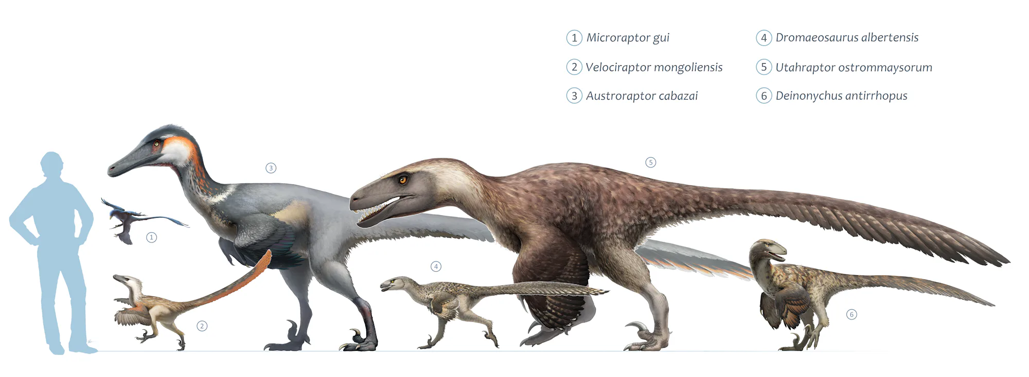 Spielberg's raptor: The wild, true story behind