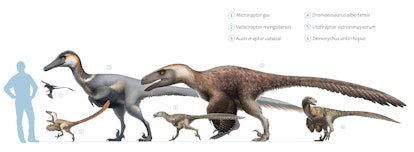 Size chart of different well known dromaeosaurs.