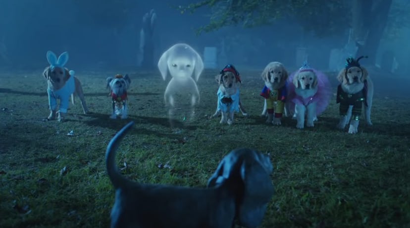 Spooky Buddies is one of 14 "Air Bud" movies in the franchise.