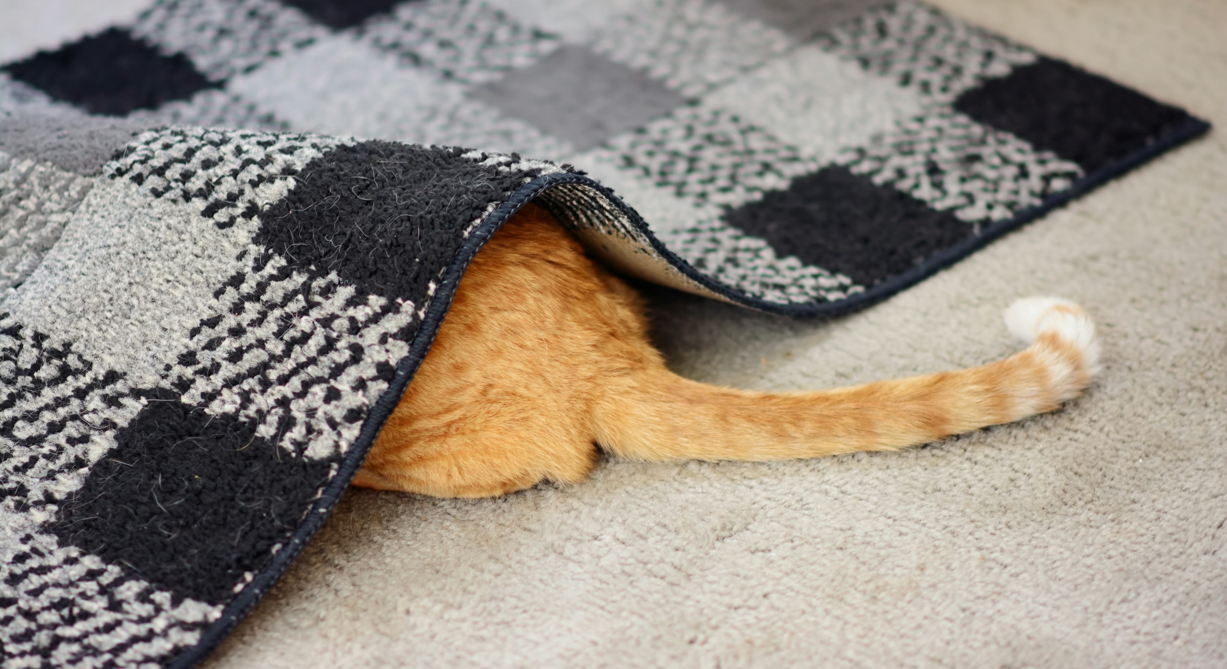 Does My Cat Want To Be Left Alone Pet Experts Reveal The Surprising Answer does-my-cat-want-to-be-left-alone-pet-experts-reveal-the-surprising-answer