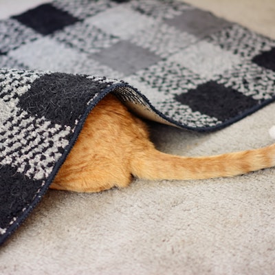 Cat hiding under a rug
