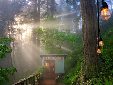 This tiny cabin on Airbnb is located in the California redwoods.