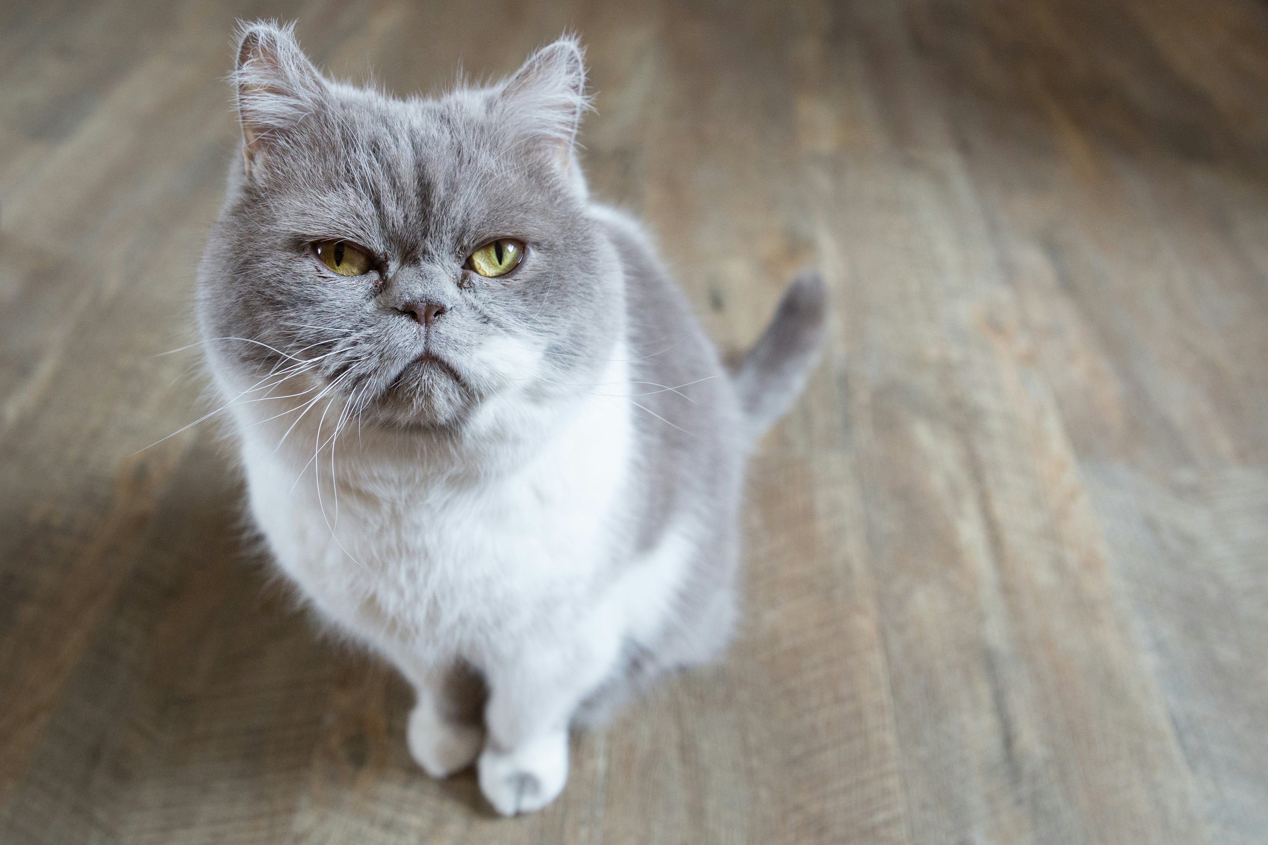 Does my cat want to be left alone? Pet experts reveal the surprising answer