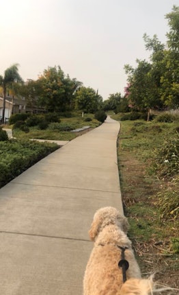 Walking my dog outside along a pathway