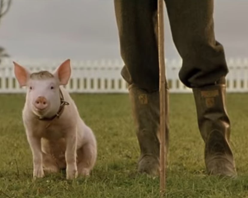 Babe the pig sits beside his farmer, who is only visible from the knees down.