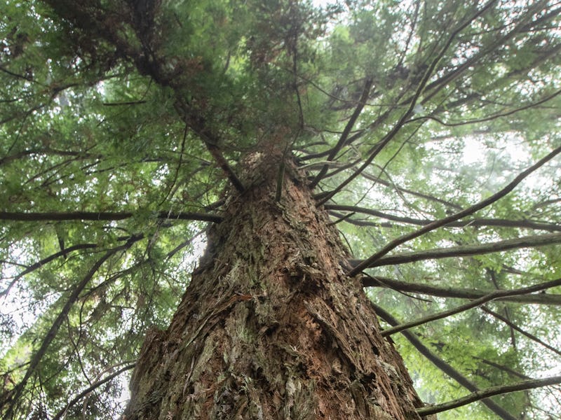 Mountain Ash tree in the Yarra ranges national park.