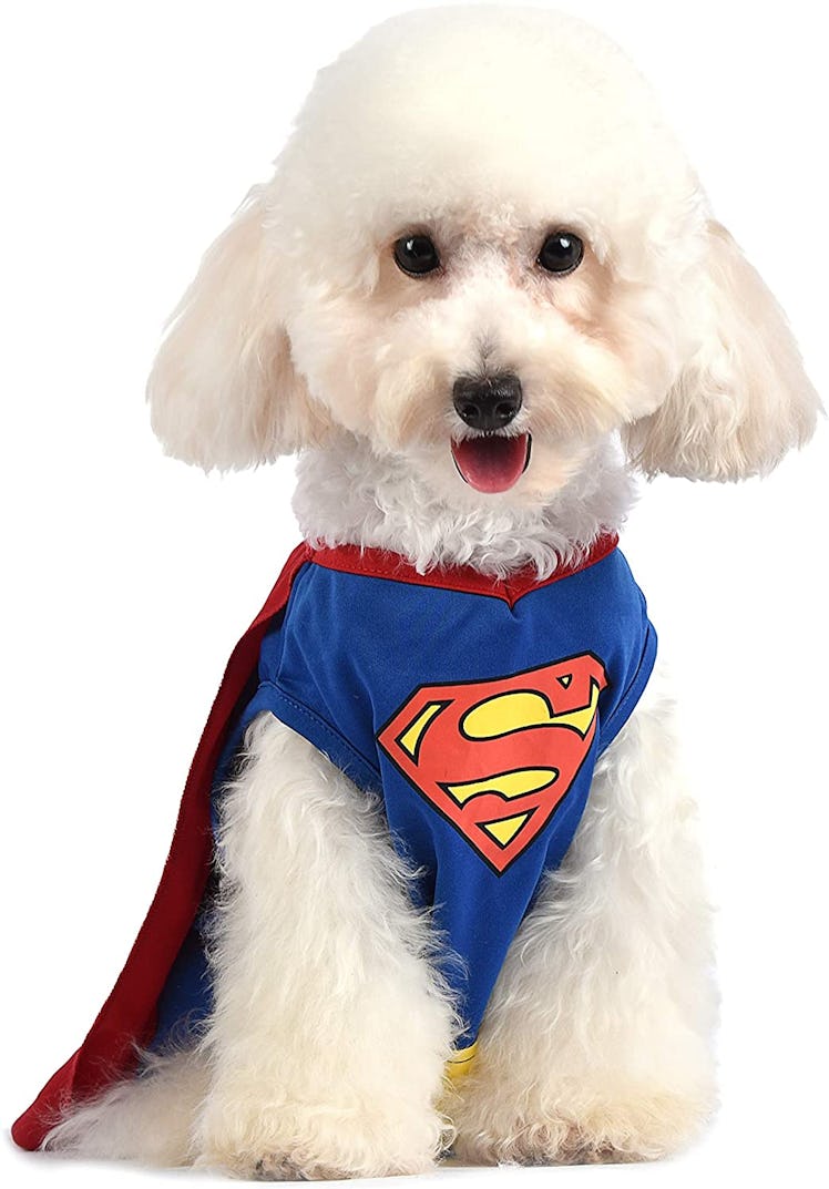 This dog Halloween costume will adorably transform your pup.